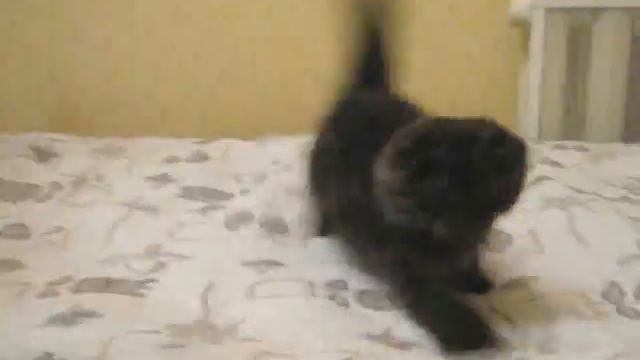 090907 Eric смотреть онлайн
