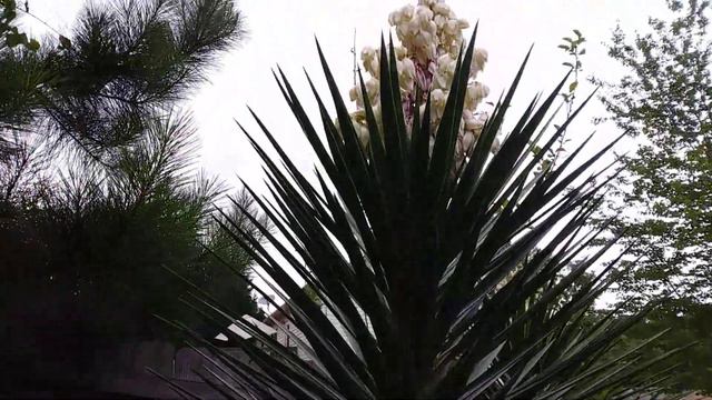 yucca plant смотреть онлайн