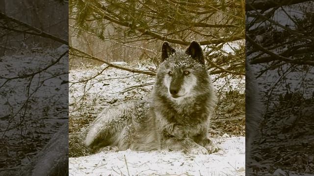 Одинокий волк (Александр Розенбаум)