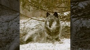 Одинокий волк (Александр Розенбаум)