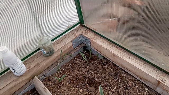 Обзор участка и теплички