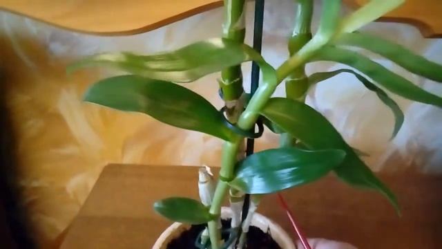 Орхидея ДЕНДРОБИУМ НОБИЛЕ. Уход в домашних условиях. смотреть онлайн