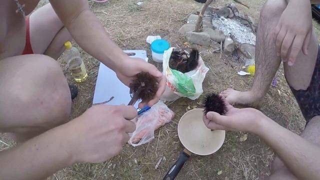 VLOG Скалистый остров,употребление морского ежа смотреть онлайн