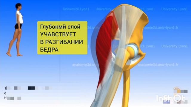 Большая ягодичная мышца, Напрягатель широкой фасции, Подвздошно-большеберцовый тракт. 3D обзор. смотреть онлайн