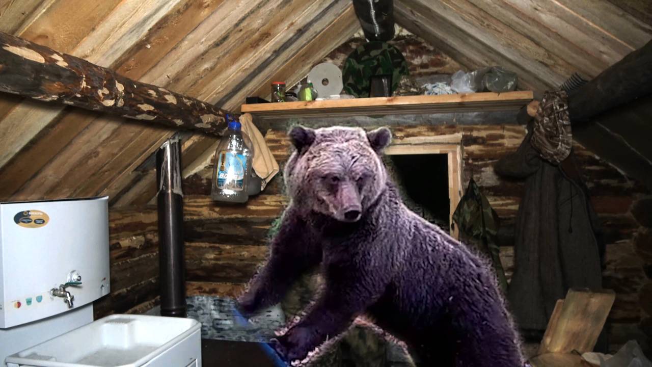 Молодой медведь пришёл в избу. Настраиваю путик. Заготовил дров смотреть онлайн