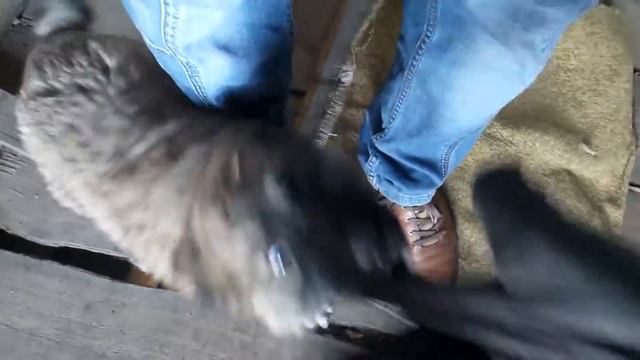 Злой Щенок Алабая смотреть онлайн