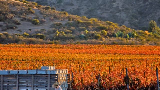 Тайна Карменер Carménère Лучшая виноградная история всех времен смотреть онлайн