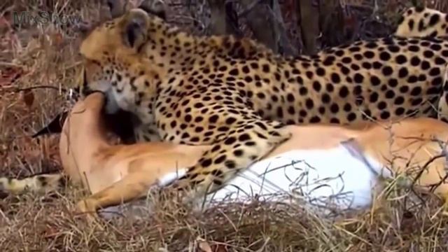 Невозможно поверить, если бы это не СНЯЛИ НА КАМЕРУ - ЖИВОТНЫЕ ОБМАНЫВАЮТ, ЧТОБЫ ВЫЖИТЬ смотреть онлайн