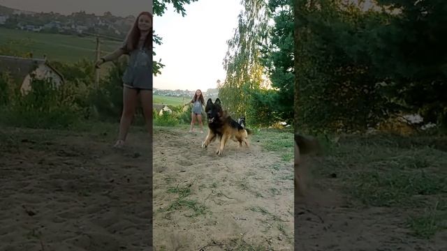 Немецкая овчарка, управляемая ребёнком. ? смотреть онлайн