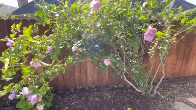 Rose Of Sharon Loaded Down With Flowers смотреть онлайн