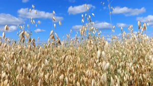 Красивая песня о России