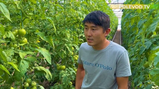 КАК ИЗБАВИТЬСЯ ОТ БЕЛОКРЫЛКИ? #белокрылка #вредители #томаты смотреть онлайн