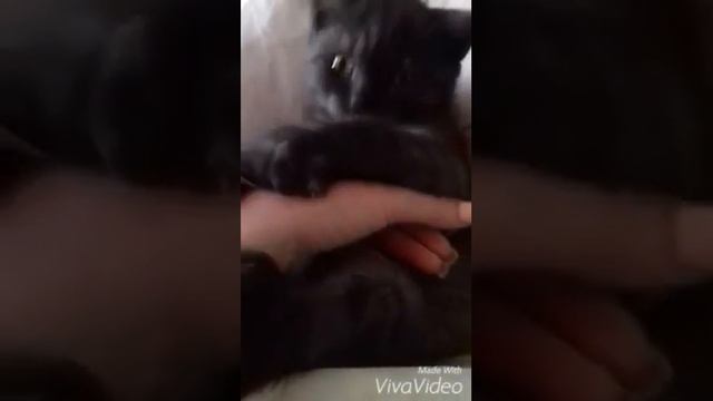 Котик Лемберт , Шотландский прямоухий , Шоколадный дым смотреть онлайн