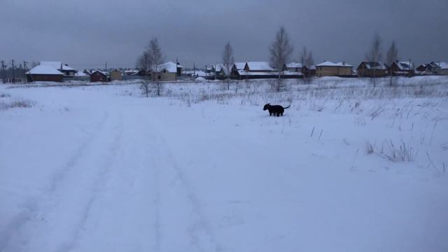 Рождественский выгул 😅 смотреть онлайн