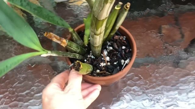 Часть 12 . Инвентаризация. Дендробиумы прохладного содержания .ещё 11 ! Итог-49 дендров в коллекции смотреть онлайн