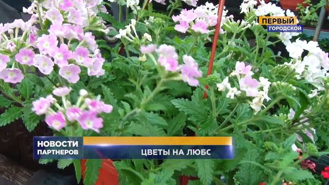 ЦВЕТЫ НА ЛЮБОЙ ВКУС смотреть онлайн