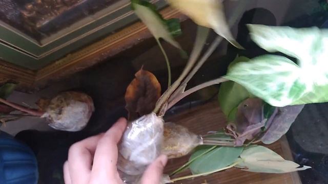 Mindanao Plant Haul || Syngonium Plants Haul || Plant Mail смотреть онлайн