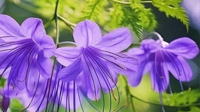 783. ♫.. Richard Clayderman - "Mariage d’amour" (Брак по любви),1978, муз.Paul de Senneville смотреть онлайн