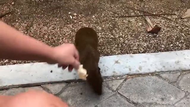 Агути, Мексика