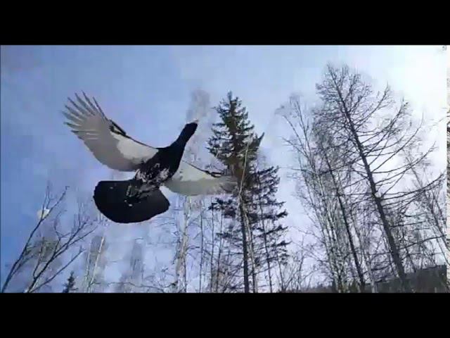 Иркутский глухарь на бреющем полёте