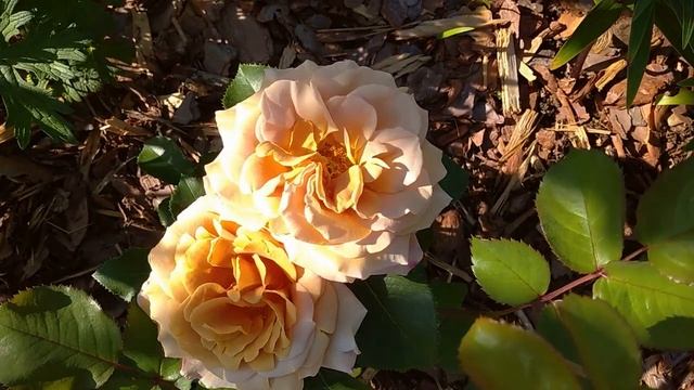 Цветение розочки - первогодки Хоней Дижон в Подмосковье!?? смотреть онлайн