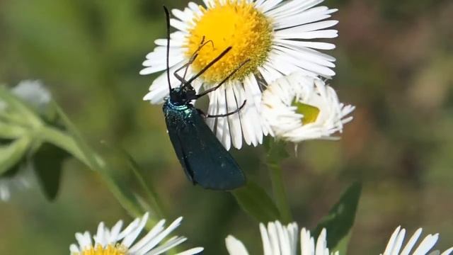 Бабочки. Бабочка Пестрянка щавелевая ( Adscita statices ) смотреть онлайн