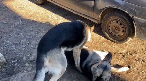 #1 Если сука не захочет то кобель не скочит ВЕО овчарка вязка собак.