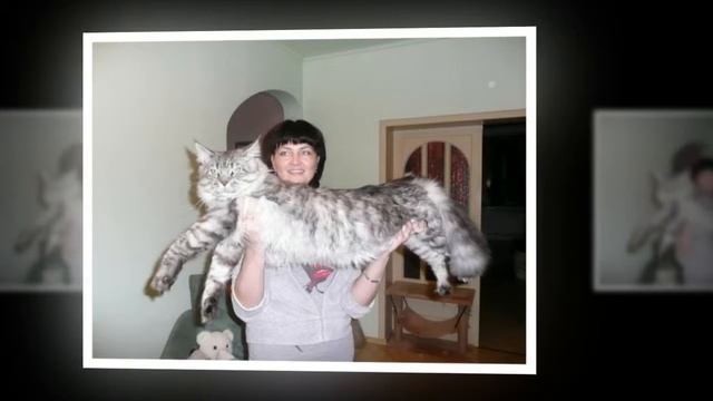 Мейн-кун – популярная порода крупных американских кошек | Краткое описание и фото породы мэйн кун смотреть онлайн