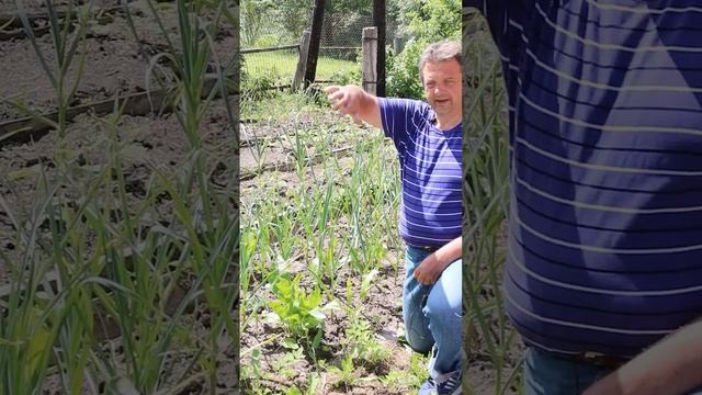 ХРЕН. ВЫРАЩИВАНИЕ ХРЕНА ВМЕСТЕ С ДРУГИМИ КУЛЬТУРАМИ!? #shorts #хрен #дача смотреть онлайн