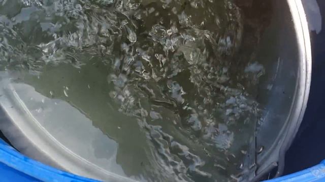 Литр и Огурцы оживают Дайте в Августе Огурцам Подкормка смотреть онлайн