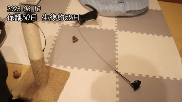 #9 【保護子猫】先住猫との優しさが詰まった新生活始まります。 смотреть онлайн