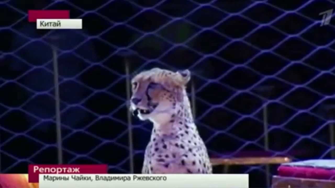 ГАСТРОЛИ КИТАЙ смотреть онлайн