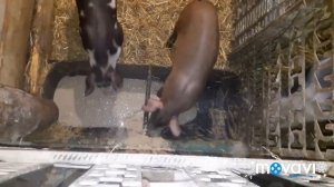 КОРМ ДЛЯ МЕСЯЧНЫХ ПОРОСЯТ