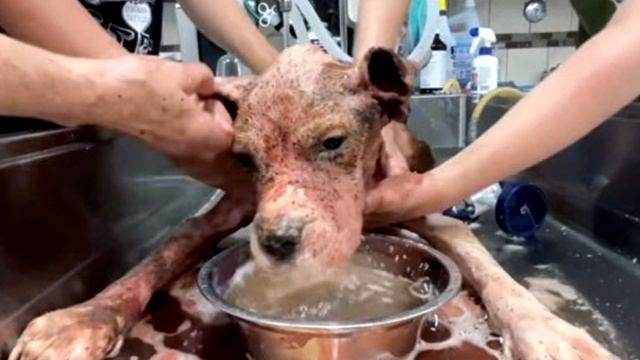Она не могла даже стоять на лапах. Ей нужна была срочная помощь смотреть онлайн