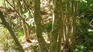 Осина Кора осины Как найти в лесу правильное дерево для лечения когда на нем нет листьев.