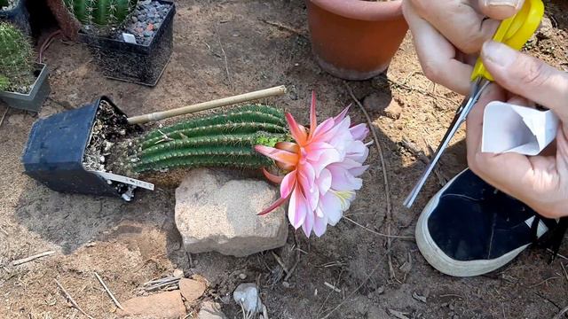 Cactus Jerk S1E185 Cactus Flower Vid Fugu x (Abendrot x Yellow California) смотреть онлайн