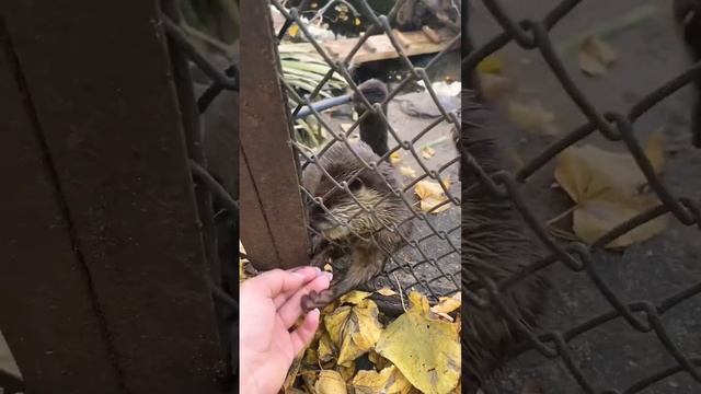 Мелкие сосиски любят протягивыть лапки #выдра #маленькаявыдра #зоопарк #зоонск смотреть онлайн