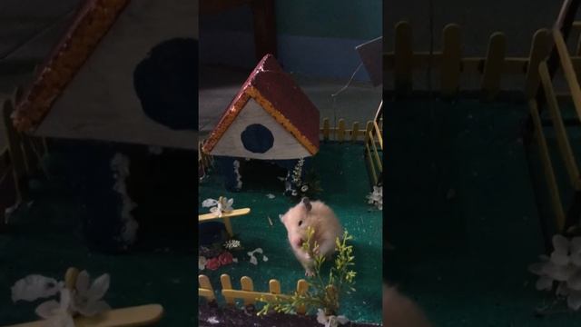hamster playground смотреть онлайн