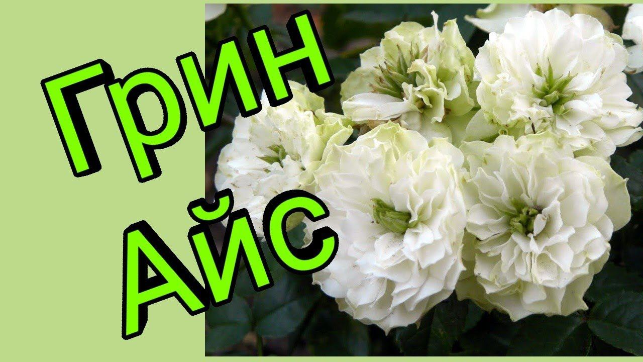 Миниатюрная роза Грин Айс. смотреть онлайн