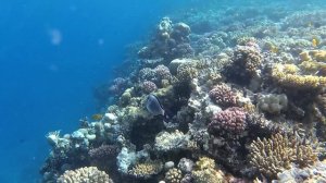 ЕГИПЕТ| Опасные рыбы Красного моря. РЫБА-ХИРУРГ/ СОХАЛ/ Acanthuridae