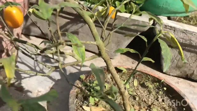 Nagami Kumquat Lemon / Citrus Margarita By Terrace Gardening смотреть онлайн