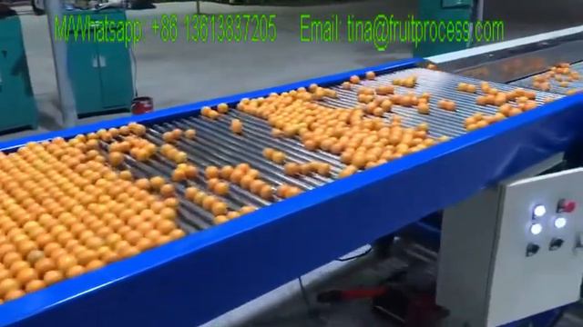 Kumquat Sorting And Grading Machine