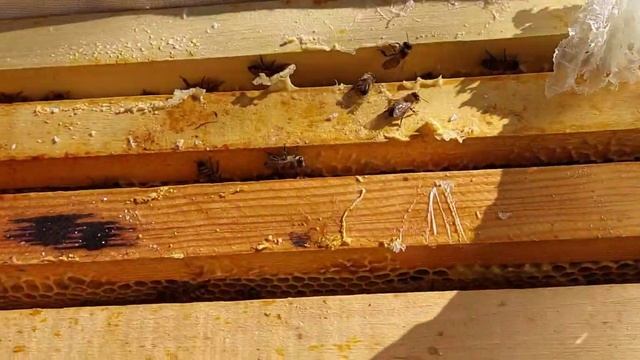 Нужна ли совесть пчеловоду? смотреть онлайн