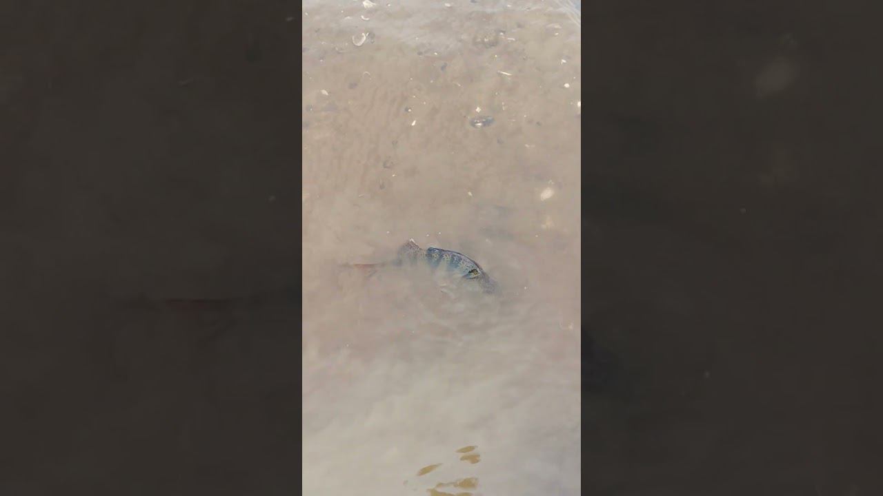 Рыбалка 2024 Окунь отпущен подрастать #shortvideo #fishing #рыбалка #fishingvideo #природа смотреть онлайн