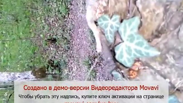 Прикол!!! Девушка нашла жука-усача))) смотреть онлайн