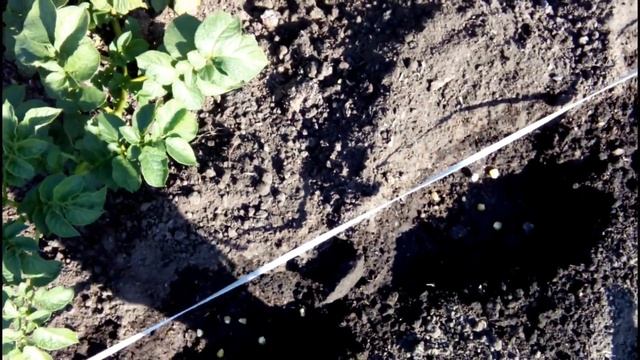 ПОСЕВ САХАРНОЙ КУКУРУЗЫ В ИЮЛЕ. ОБЗОР ПОСЕВОВ ДРУГИХ КУЛЬТУР ОТ 05.07 смотреть онлайн