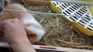 Как ухаживать за кроликом в домашних условиях.