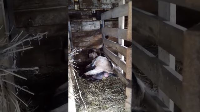 Как рожают козы.Роды у козы. смотреть онлайн