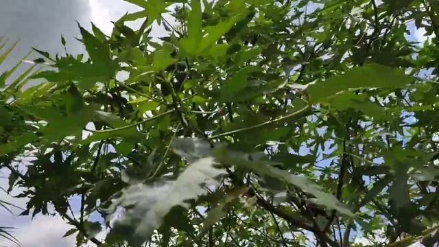 Ricinus communis l The castor bean l castor oil plant смотреть онлайн