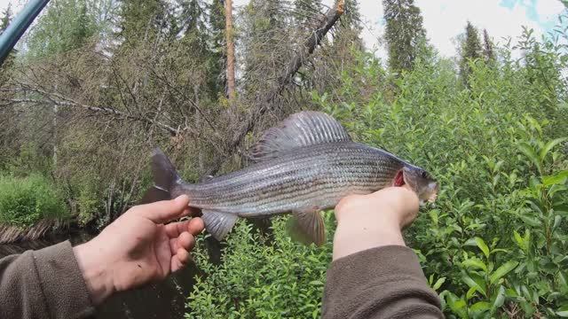 Крупный хариус в пермском крае.Открытие сезона.Река первая. смотреть онлайн